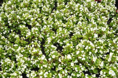  Beyaz Begonyalılar Park 'ta