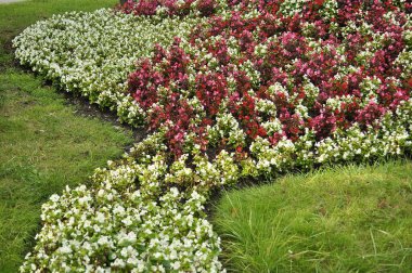 Flower Bed with Pink and White   Begonias clipart