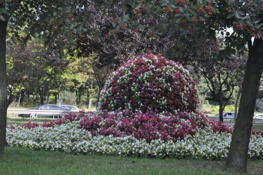 Park 'ta Beyaz ve Kırmızı Begonyaların Çiçekli Heykeli