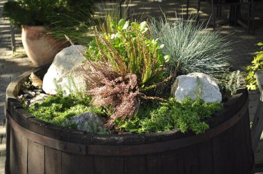 Tahta Varil Bahçesi Düzenleme Heather, Festuca Glauca ve Taşlı Dekoratif Bitkiler