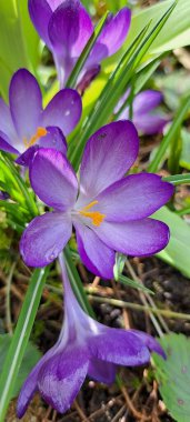 Purple Crocus in Bloom spring garden clipart