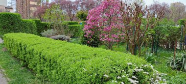 Magnolia in Flower Bed with Spring Blooms clipart