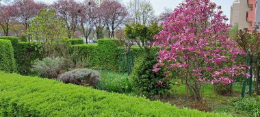 Magnolia in Flower Bed with Spring Blooms clipart