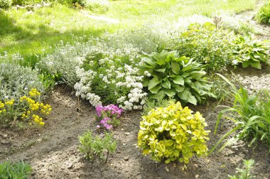 Bahçedeki çiçek tarlasında beyaz çiçekler ve yeşil çimenler