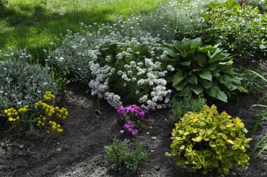 Bahçedeki çiçek tarlasında beyaz çiçekler ve yeşil çimenler