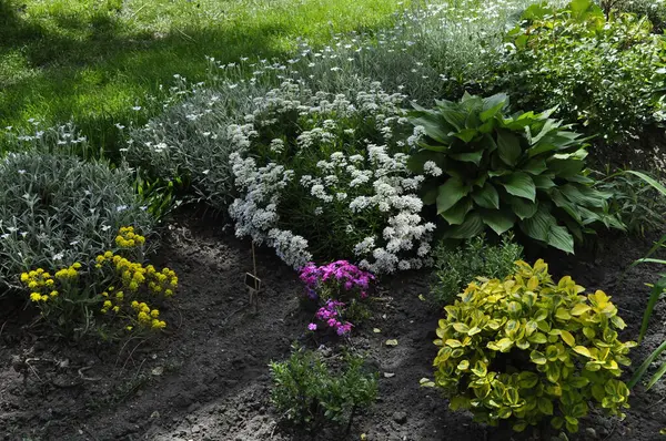 Bahçedeki çiçek tarlasında beyaz çiçekler ve yeşil çimenler