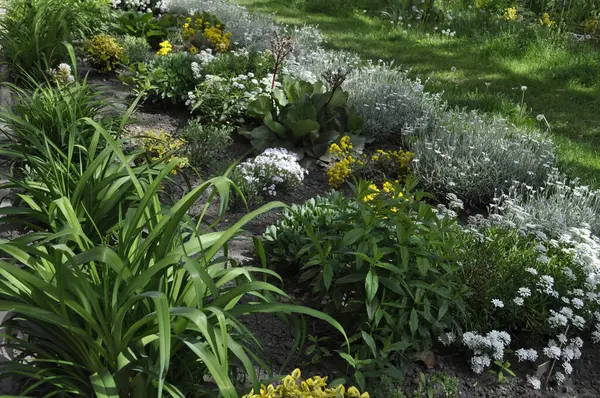 Bahçedeki güzel süs bitkileri. Peyzaj tasarımı.