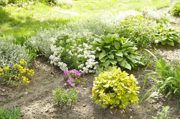 Bahçedeki çiçek tarlasında beyaz çiçekler ve yeşil çimenler