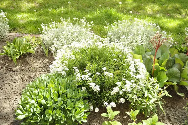 Bahçedeki çiçek tarlasında beyaz çiçekler ve yeşil çimenler