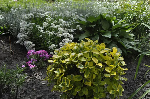 Bahçedeki çiçek tarlasında beyaz çiçekler ve yeşil çimenler.