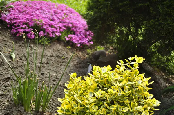 Güneşli bir günde bahçede çiçek açan pembe fenomen.