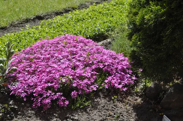 Güneşli bir günde bahçede çiçek açan pembe fenomen.
