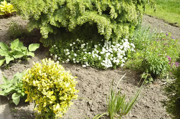 Bahçedeki çiçek tarlasında beyaz çiçekler ve yeşil çimenler