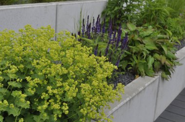 Çiçeklerin ve çiçeklerin Senfonisi Çiçeklerin ve Bitkilerin Bahçesinde Uyum