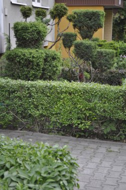 Bahçedeki ağaçlar ve bitkiler evin terasında.