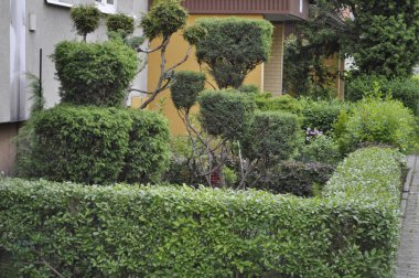 Bahçedeki ağaçlar ve bitkiler evin terasında.