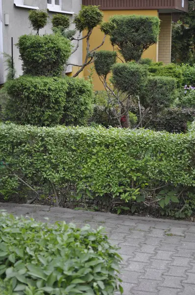 Bahçedeki ağaçlar ve bitkiler evin terasında.