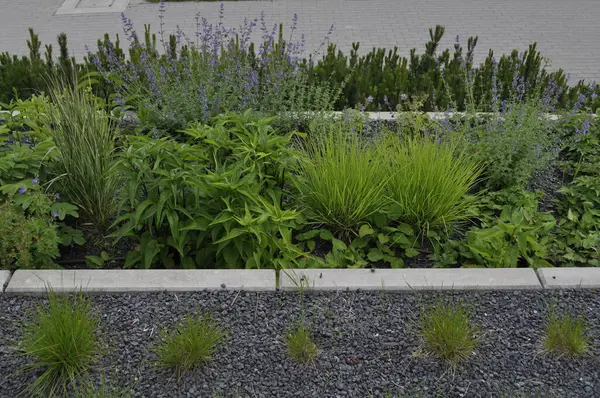 Çiçeklerin ve çiçeklerin Senfonisi Çiçeklerin ve Bitkilerin Bahçesinde Uyum