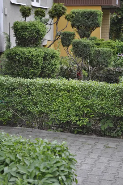 Bahçedeki ağaçlar ve bitkiler evin terasında.