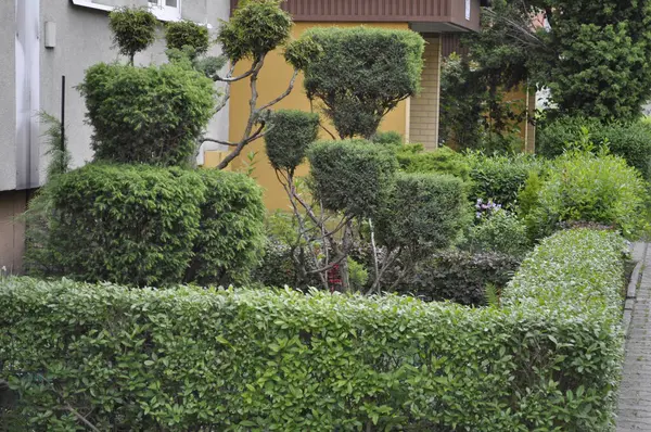 Bahçedeki ağaçlar ve bitkiler evin terasında.