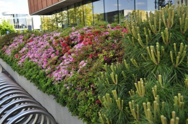 Çiçeklerin ve çiçeklerin Senfonisi Çiçeklerin ve Bitkilerin Bahçesinde Uyum