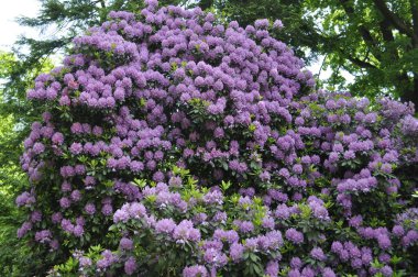 Mor rhododendron parkta çiçek açar.