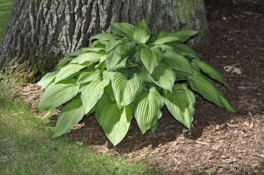 Hosta (Hosta), Asparagaceae familyasından bir bitki cinsidir.