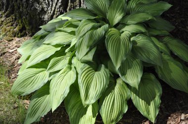 Hosta (Hosta), Asparagaceae familyasından bir bitki cinsidir.