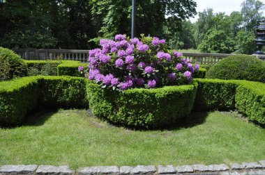 Mor rhododendron parkta çiçek açar.