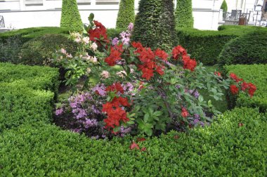 Bahçedeki güzel çiçekler