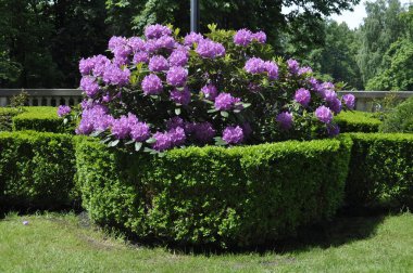 Mor rhododendron parkta çiçek açar.