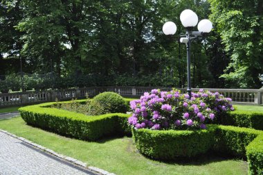 Mor rhododendron parkta çiçek açar.