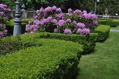 Mor rhododendron parkta çiçek açar.