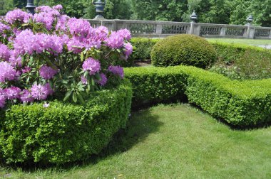 Mor rhododendron parkta çiçek açar.