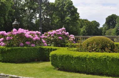 Mor rhododendron parkta çiçek açar.