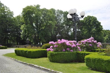 Mor rhododendron parkta çiçek açar.