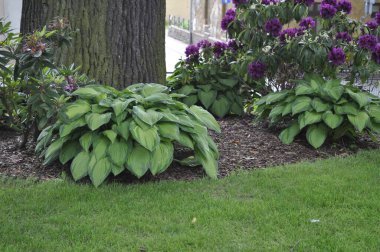 Hosta (Hosta), Asparagaceae familyasından bir bitki cinsidir.