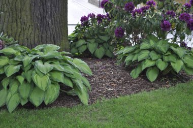  Mor Rododendron & Hosta Harmony Garden Sınırı 