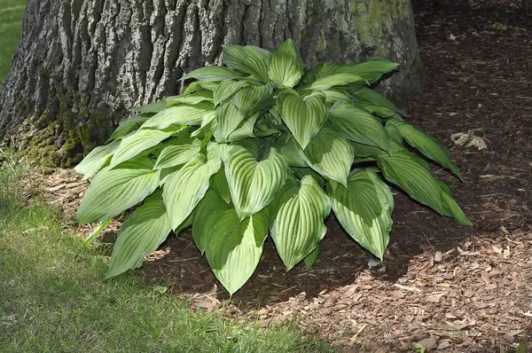Hosta (Hosta), Asparagaceae familyasından bir bitki cinsidir.