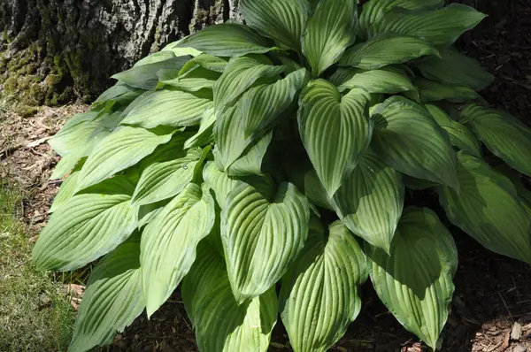 Hosta (Hosta), Asparagaceae familyasından bir bitki cinsidir.