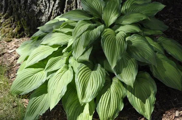 Hosta (Hosta), Asparagaceae familyasından bir bitki cinsidir.