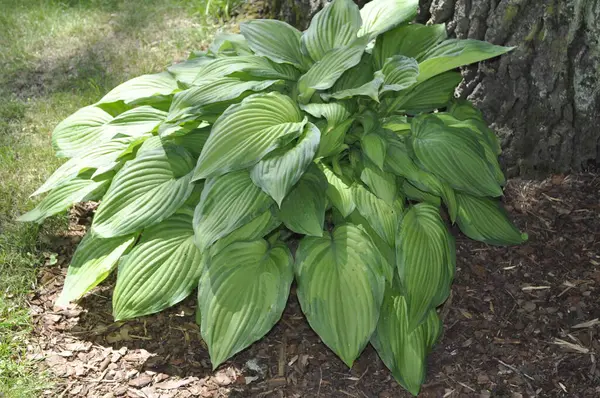 Hosta (Hosta), Asparagaceae familyasından bir bitki cinsidir.