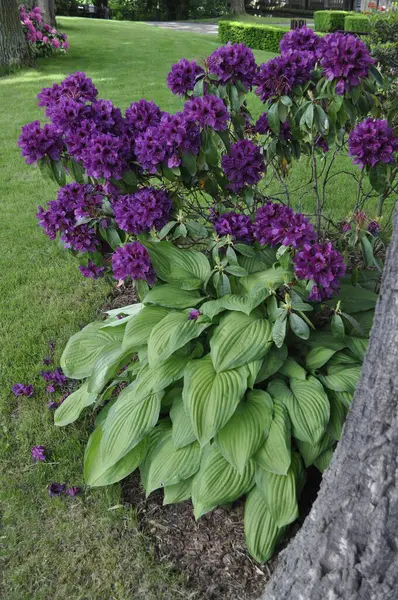  Mor Rododendron & Hosta Harmony Garden Sınırı 