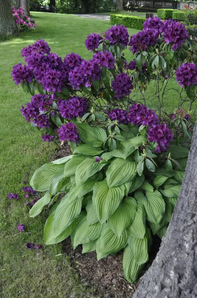  Mor Rododendron & Hosta Harmony Garden Sınırı 