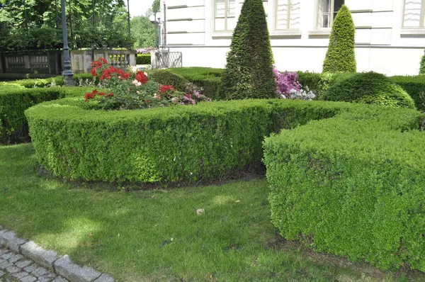 Bahçe Peyzajı 'nda budanmış Boxwood Çalılığı