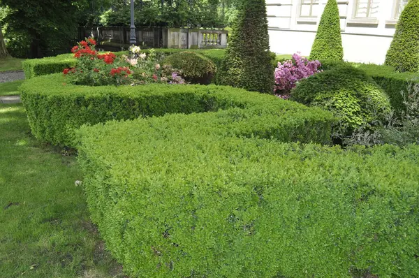 Bahçe Peyzajı 'nda budanmış Boxwood Çalılığı