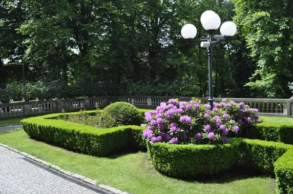 Mor rhododendron parkta çiçek açar.