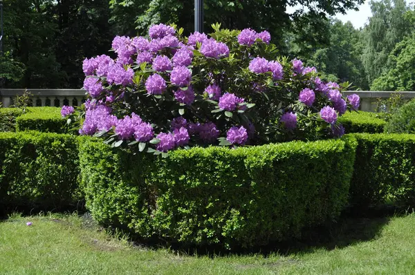 Mor rhododendron parkta çiçek açar.