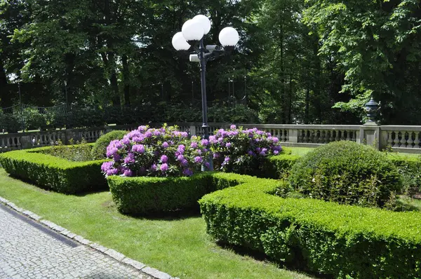 Mor rhododendron parkta çiçek açar.