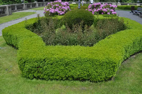 Mor rhododendron parkta çiçek açar.